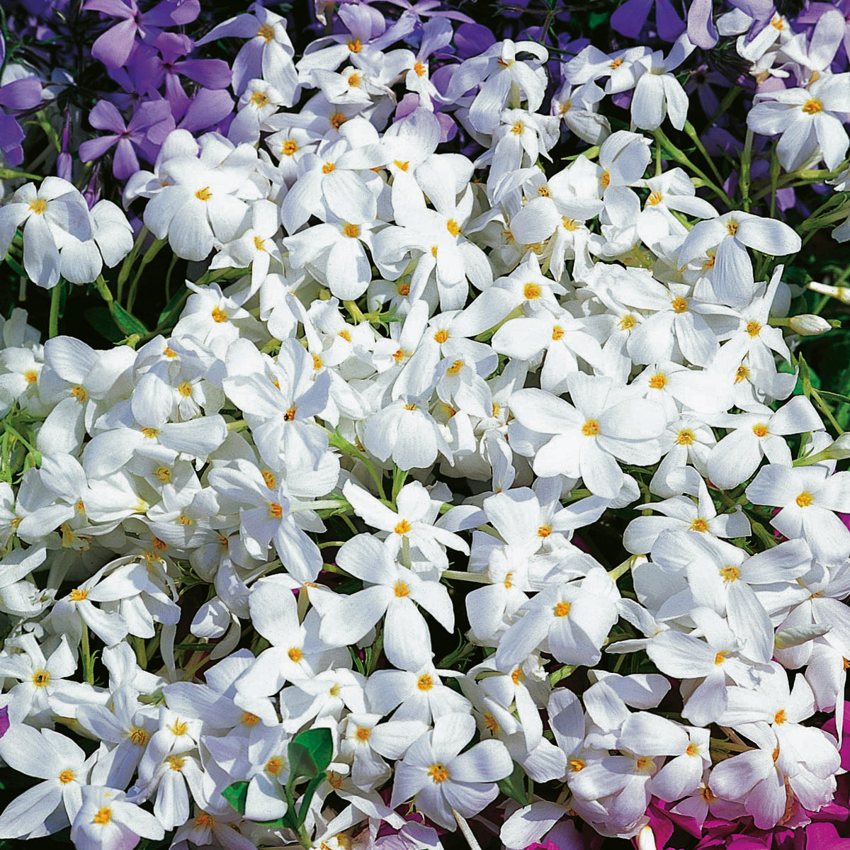 Phlox stolonifera 'Alba', 6-pack