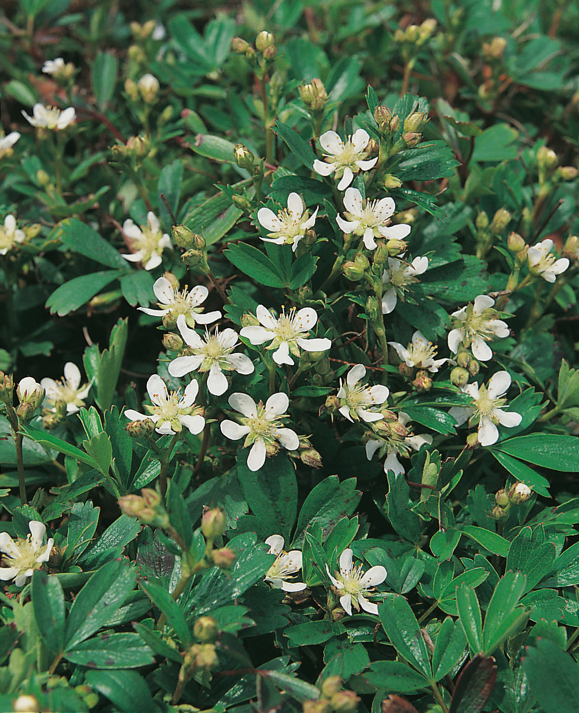 Potentilla tridentata 'Nuuk', 15-pack