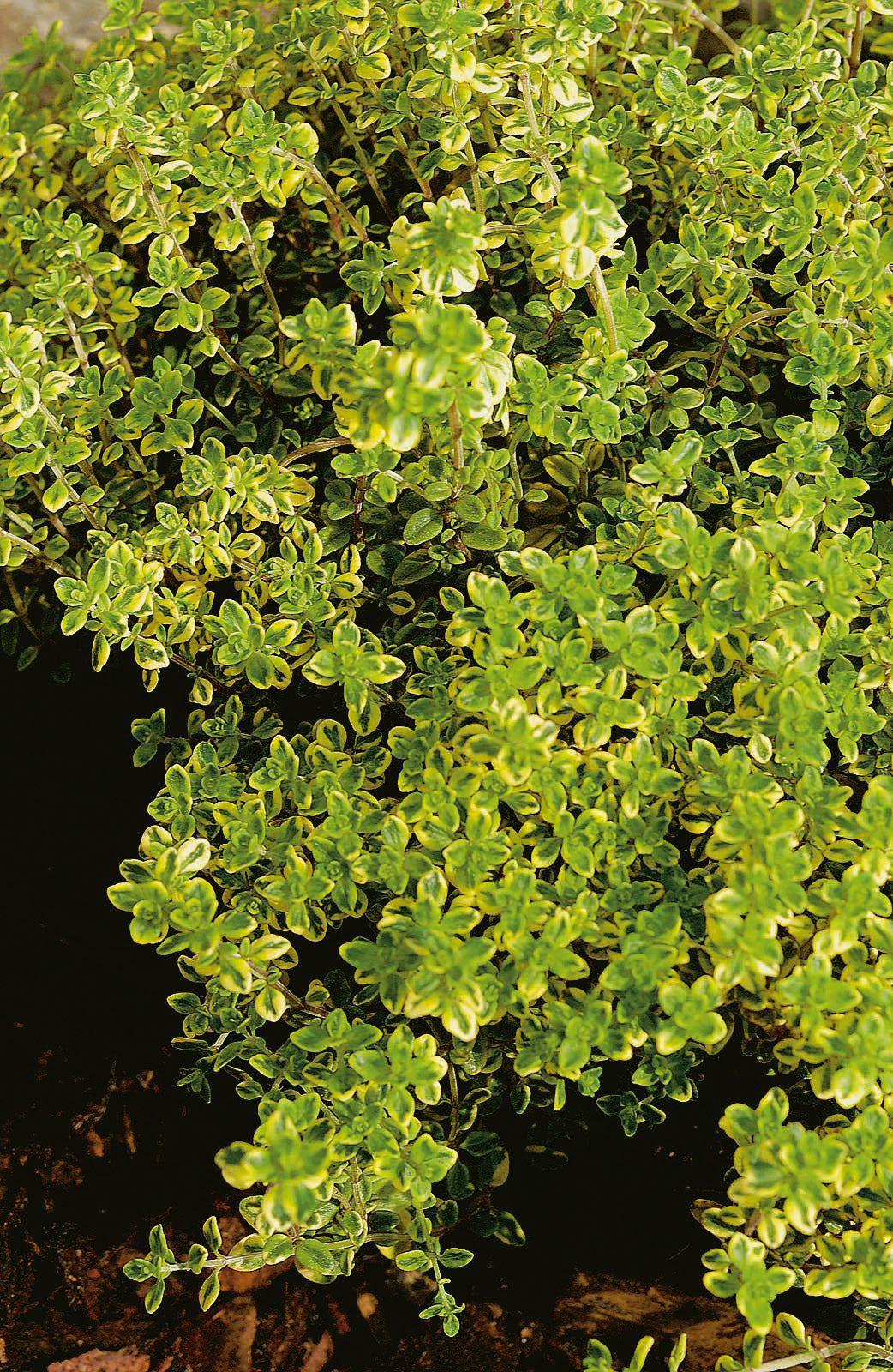 Thymus x citriodorus 'Aureus', 6-pack