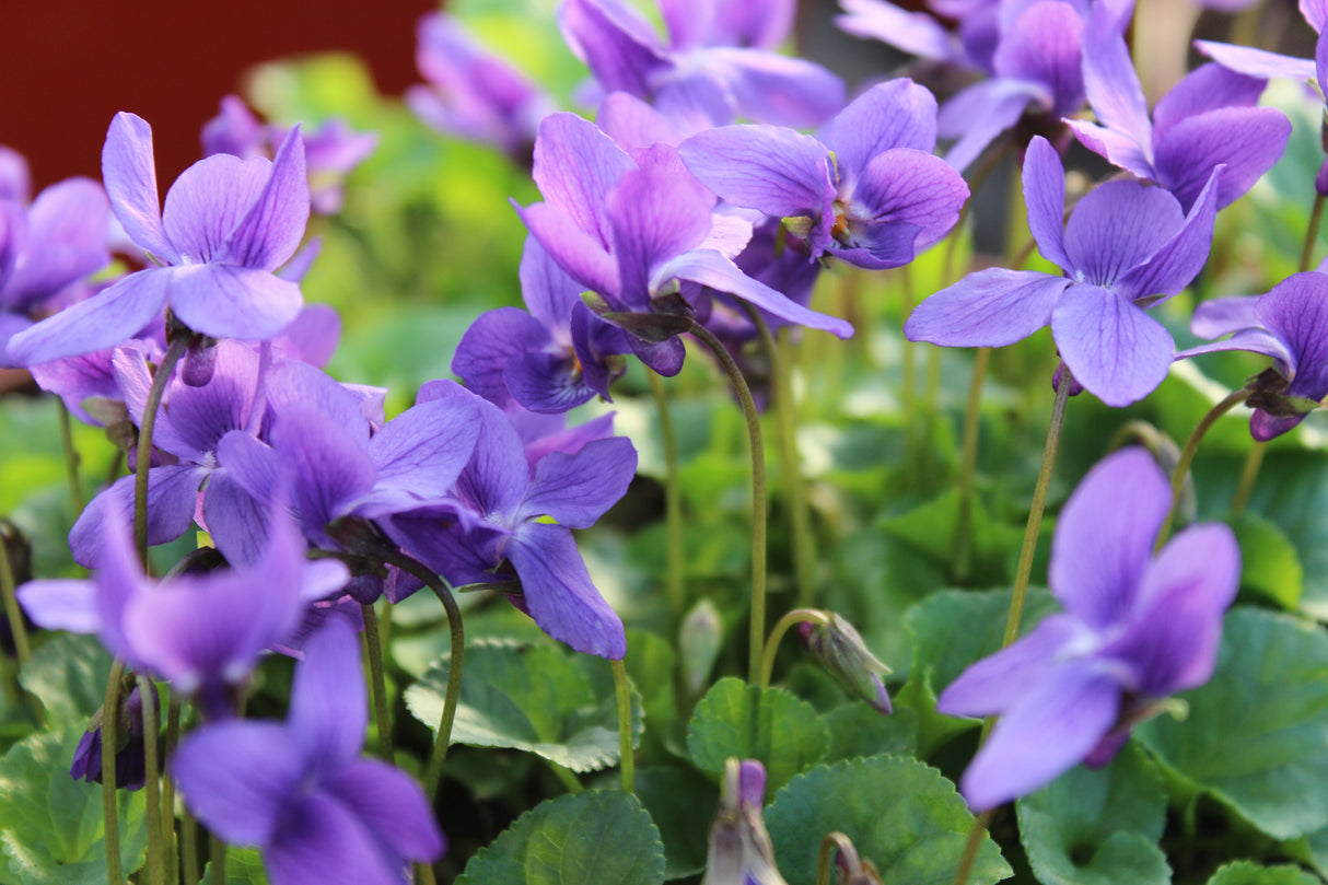 Viola odorata 'K?nigin Charlotte', 6-pack