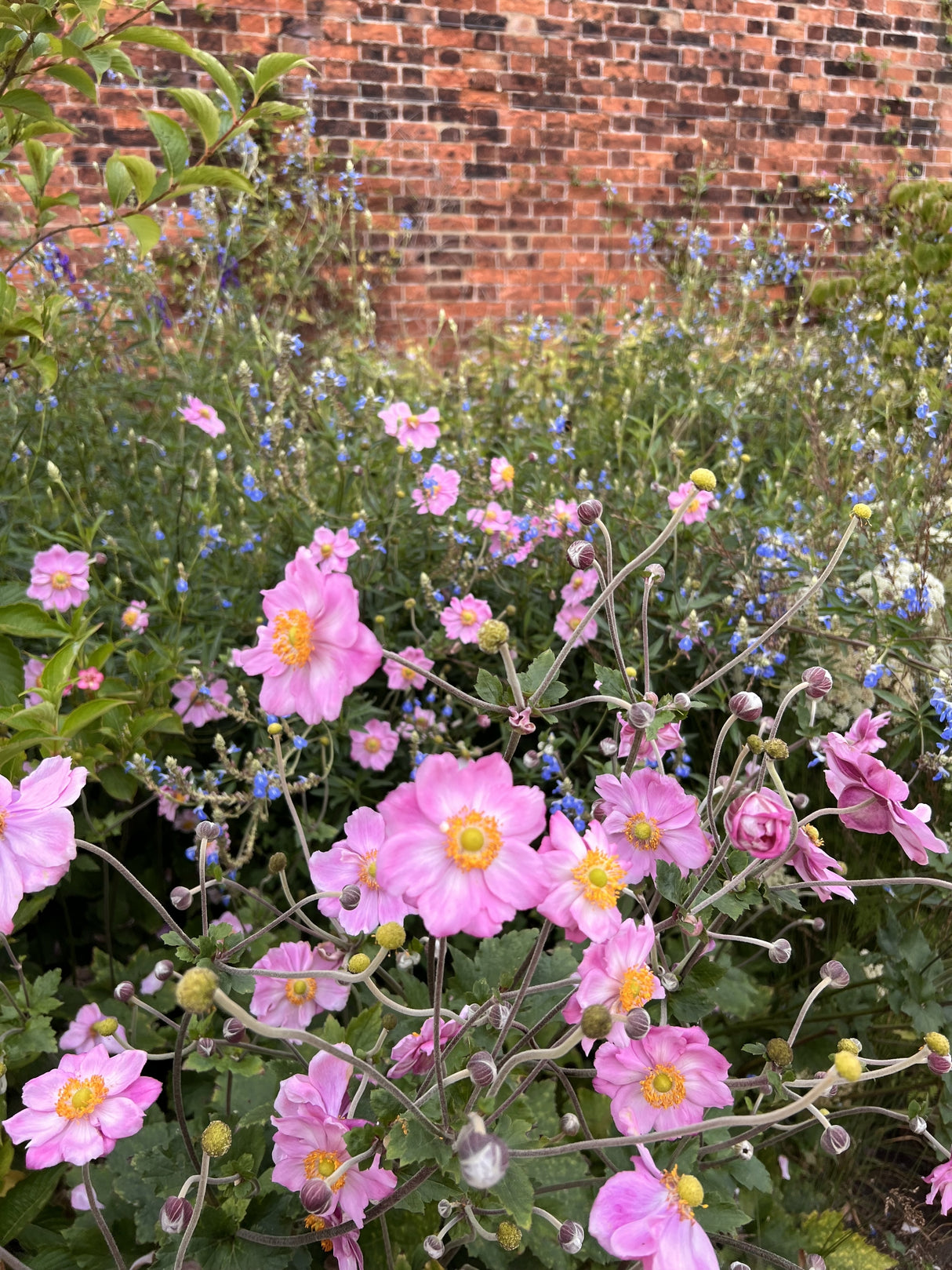 Anemone hybrida 'K?nigin Charlotte', 6-pack