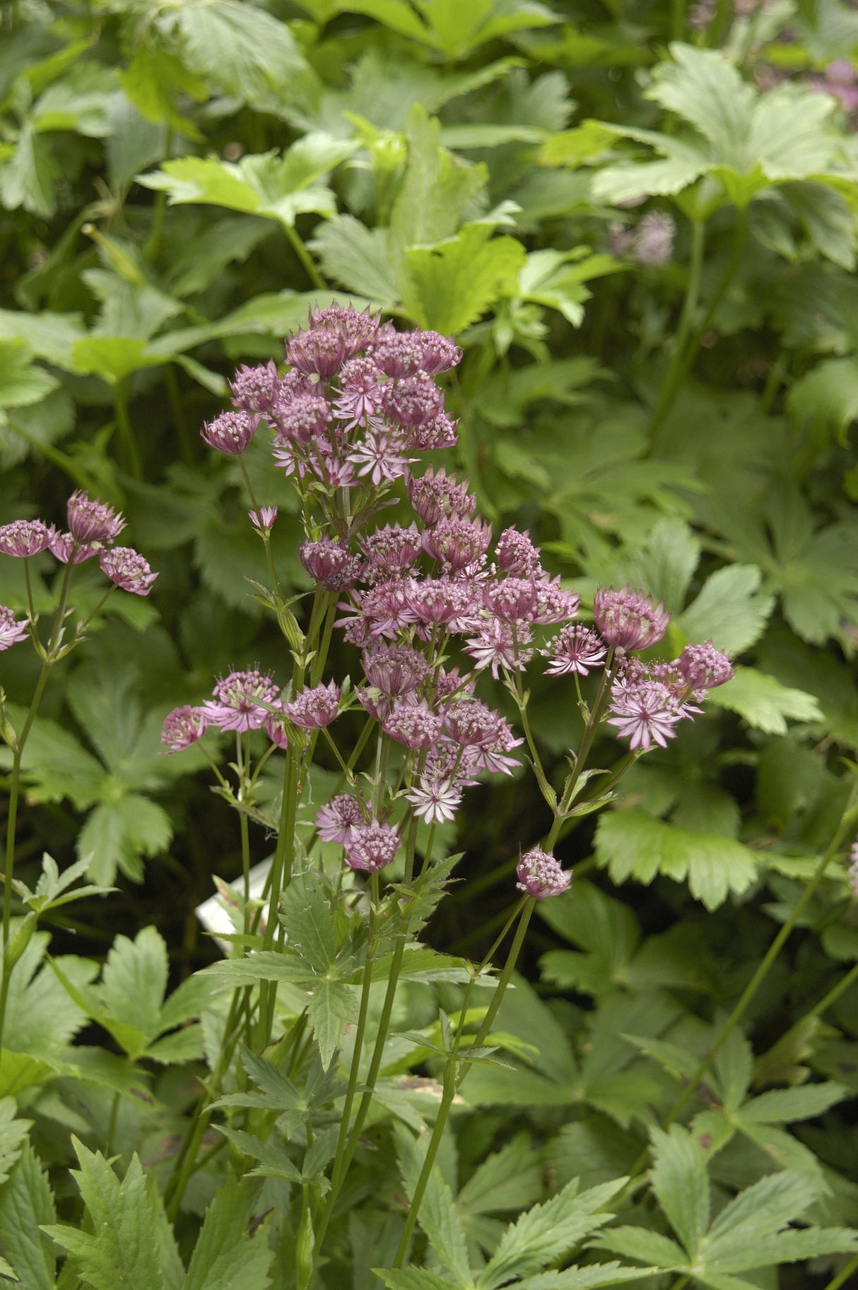 Astrantia major, 6-pack