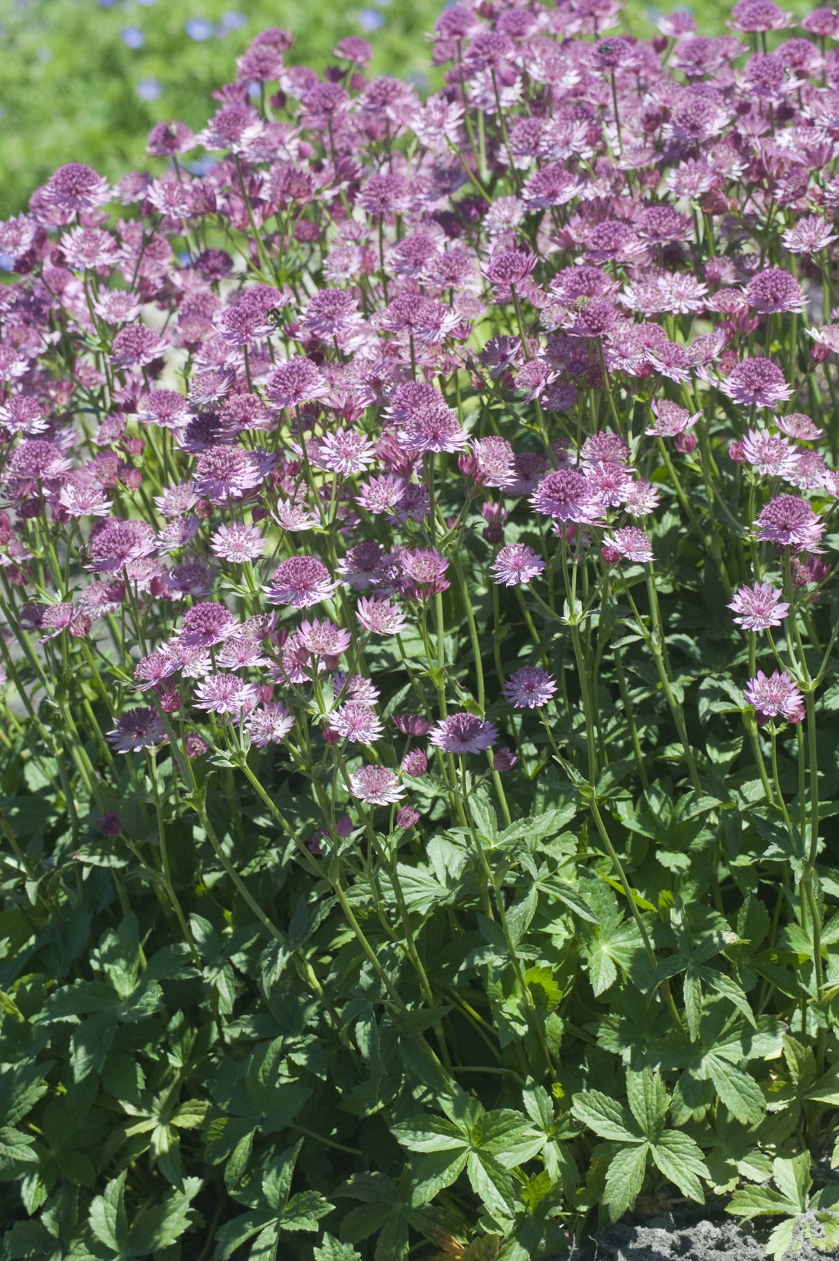 Astrantia major 'Roma', 6-pack