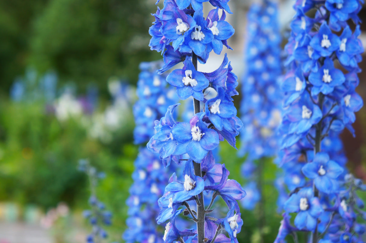 Delphinium (Elatum-Gr.) 'Blue Bird', 6-pack