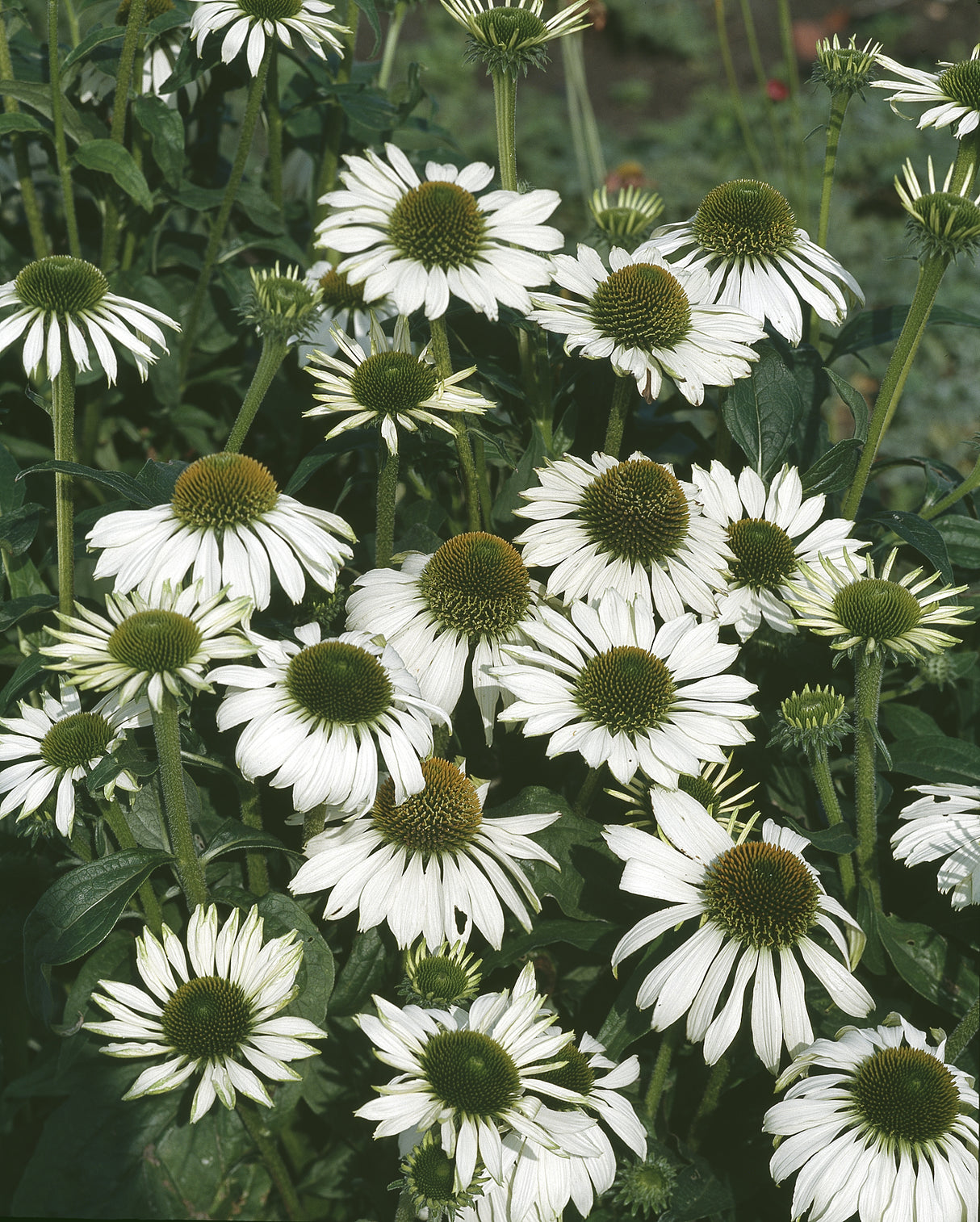 Echinacea purpurea 'Alba', 3-pack