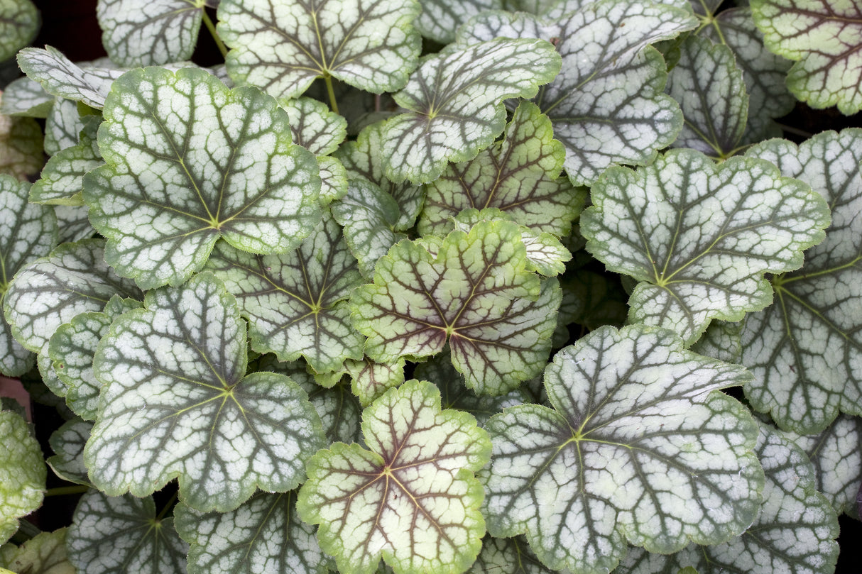 Heuchera 'Green Spice', 6-pack