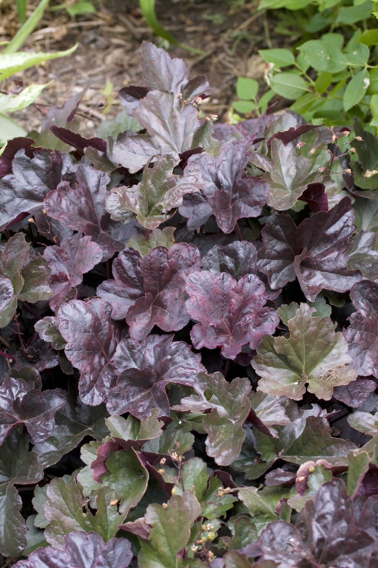 Heuchera 'Obsidian', 6-pack