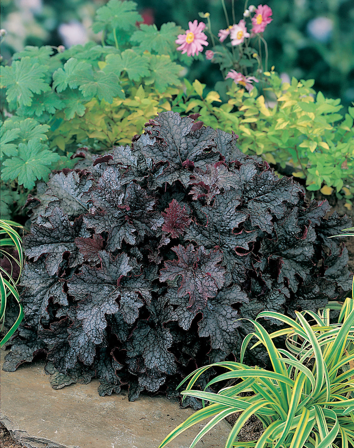 Alunrot 'Plum Pudding' 3-pack i kruka