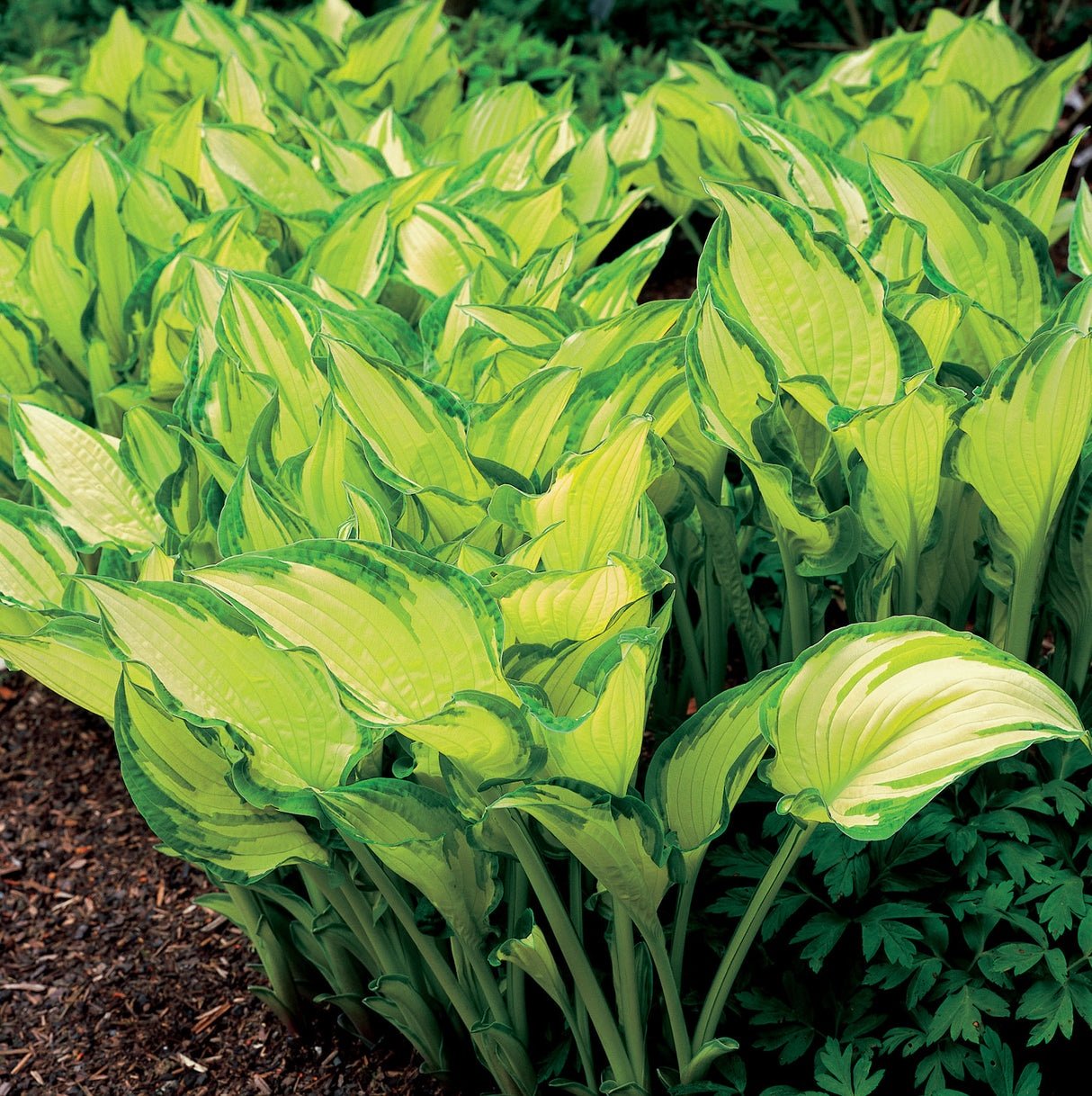 Hosta fortunei 'Albopicta', 3-pack