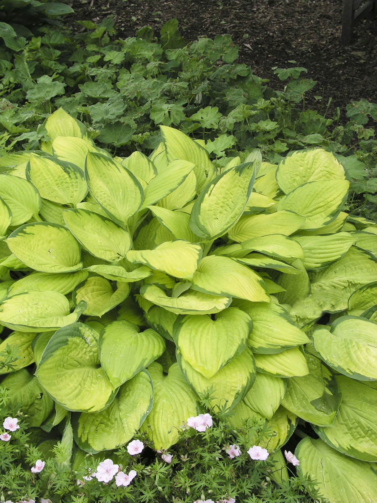Hosta fortunei 'Gold Standard', 6-pack
