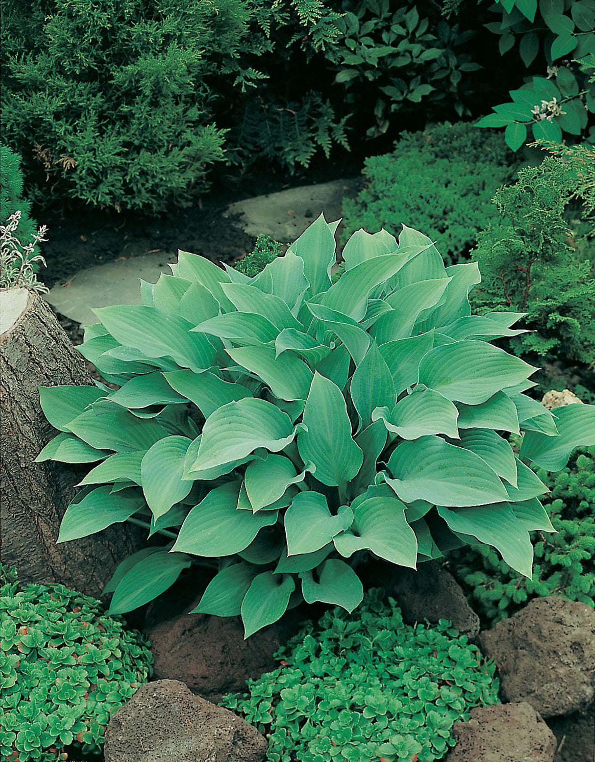 Hosta 'Krossa Regal', 6-pack