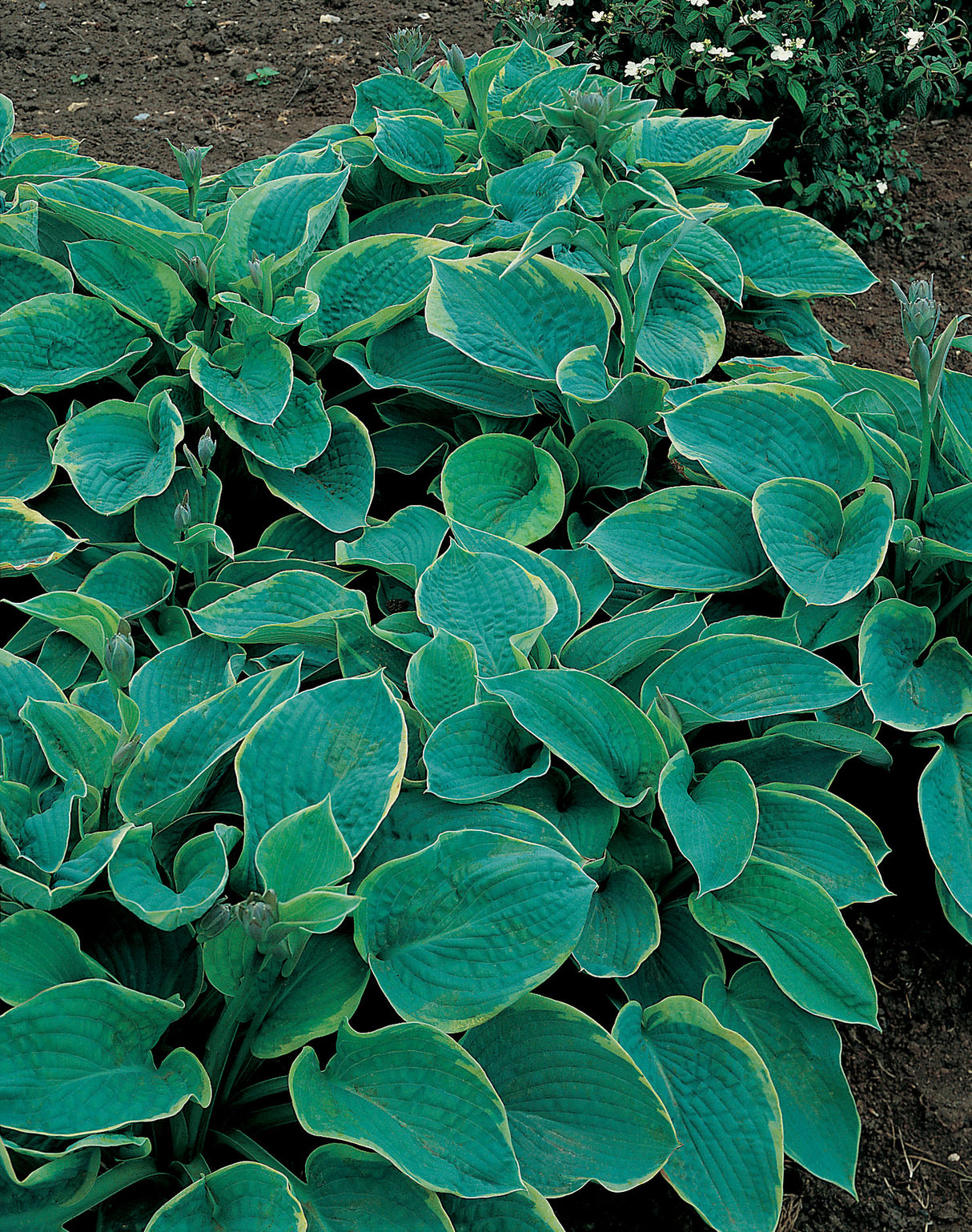 Hosta sieboldiana 'Frances Williams', 6-pack