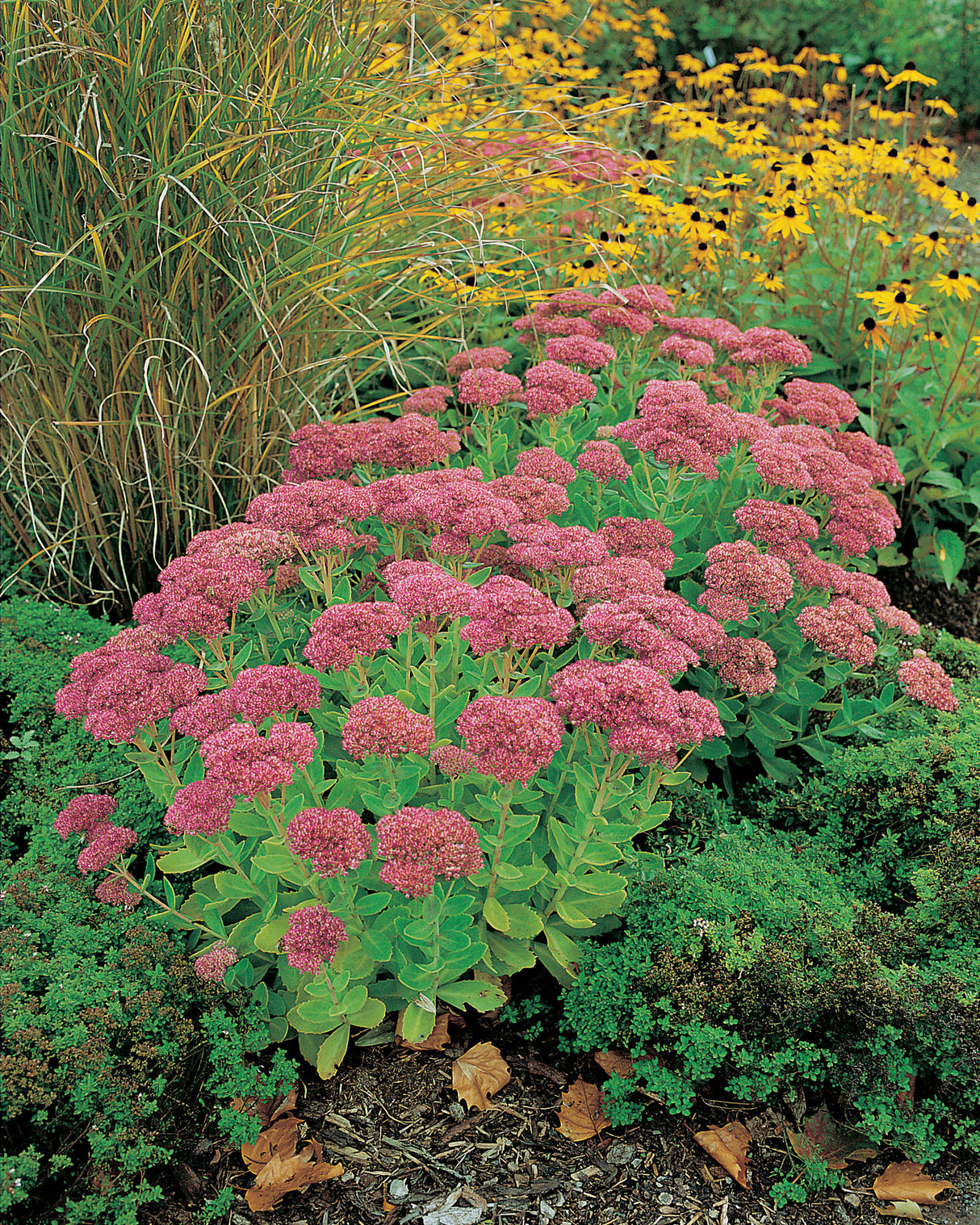 Hylotelephium 'Herbstfreude', 6-pack