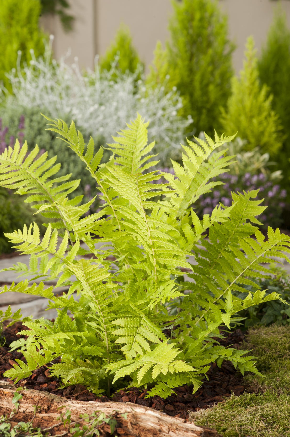 Matteuccia struthiopteris, 6-pack