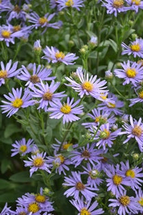 Aster amellus 'Axel Tallner', 3-pack