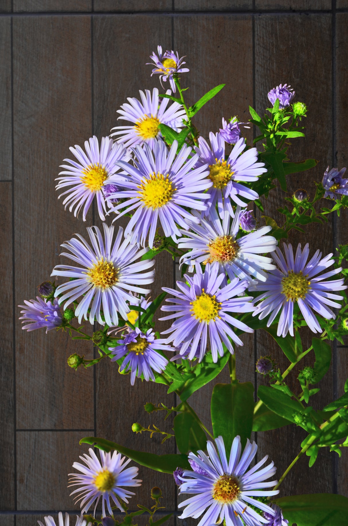 Aster amellus 'Axel Tallner', 3-pack