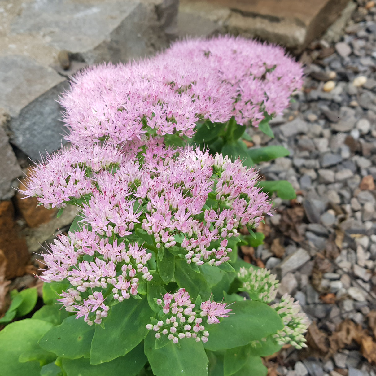 Hylotelephium spectabile 'Granlunda', 3-pack