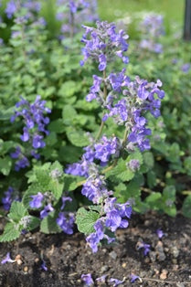 Nepeta racemosa 'Linghem', 3-pack