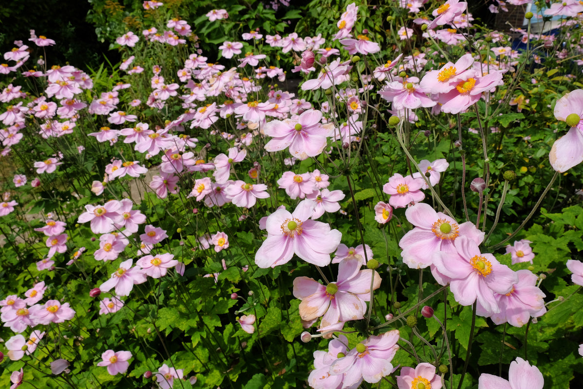 Anemone tomentosa 'Robustissima', 2L, 1-pack