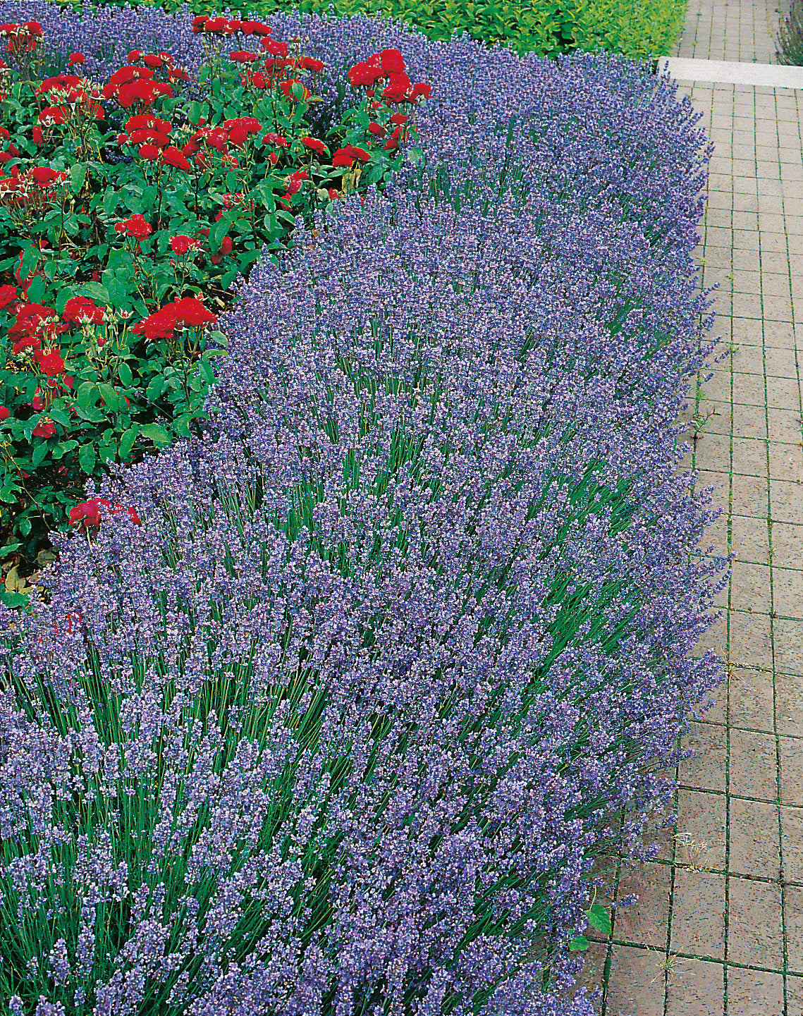 Lavandula angustifolia 'Hidcote', 2L, 10-pack