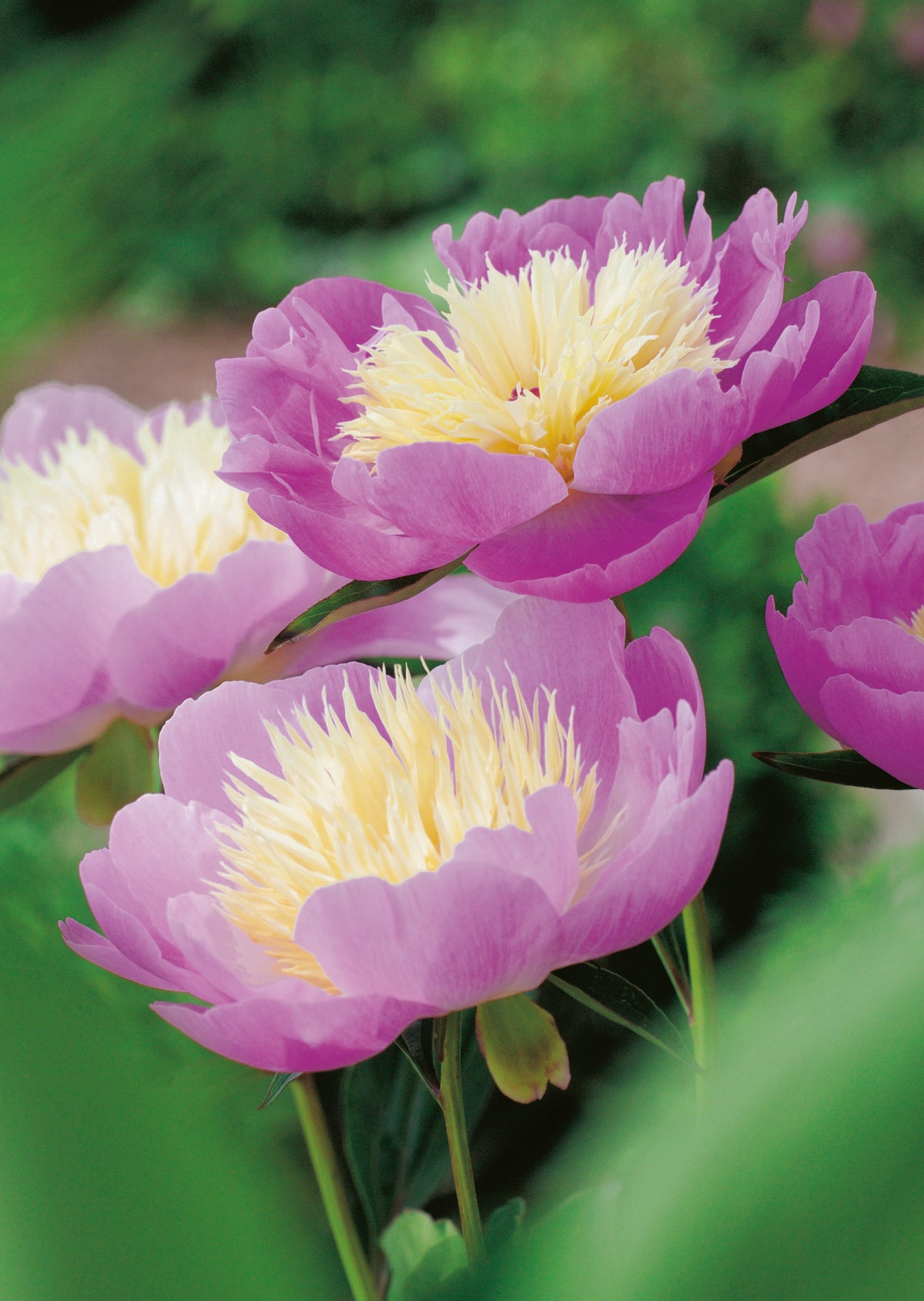 Paeonia lactiflora 'Bowl of Beauty', 2L, 2-pack