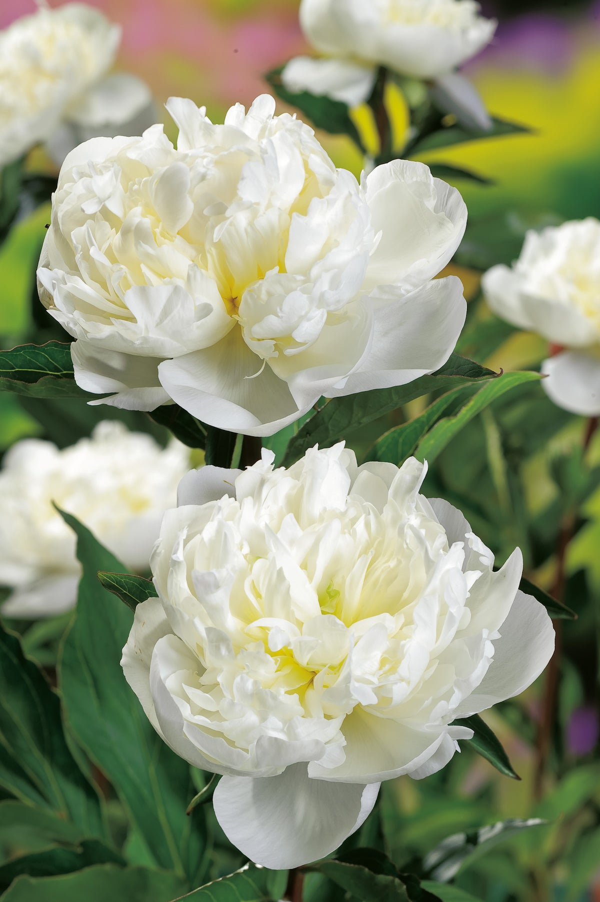 Paeonia lactiflora 'Duchesse de Nemours, 2L, 8-pack
