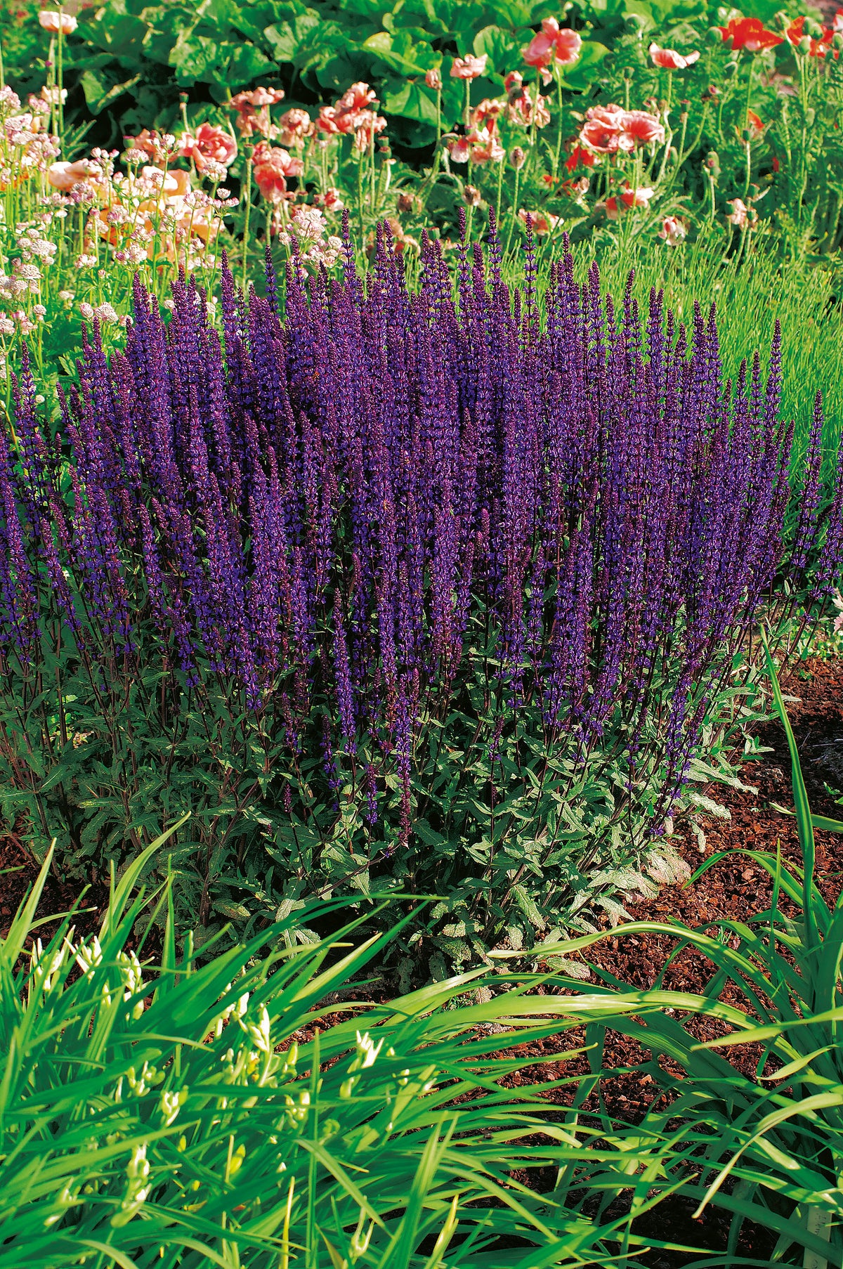 Salvia nemorosa 'Caradonna', 2L, 10-pack