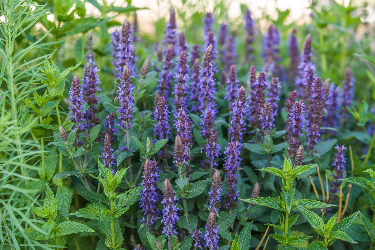 Salvia nemorosa 'Ostfriesland', 2L, 10-pack