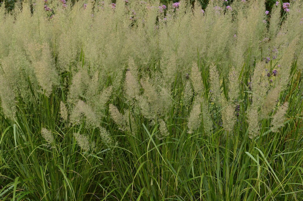 Calamagrostis brachytricha, 2L, 1-pack
