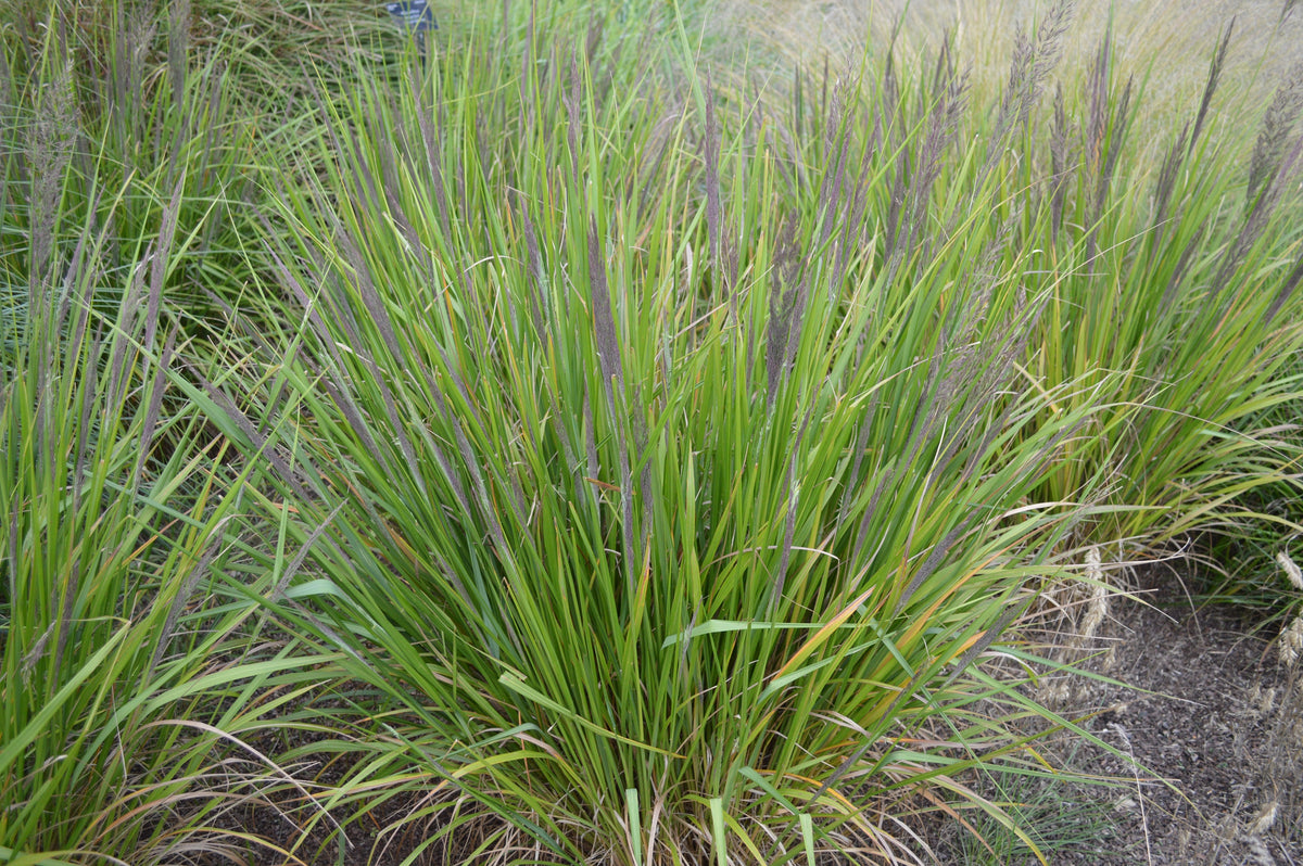 Calamagrostis brachytricha, 2L, 1-pack