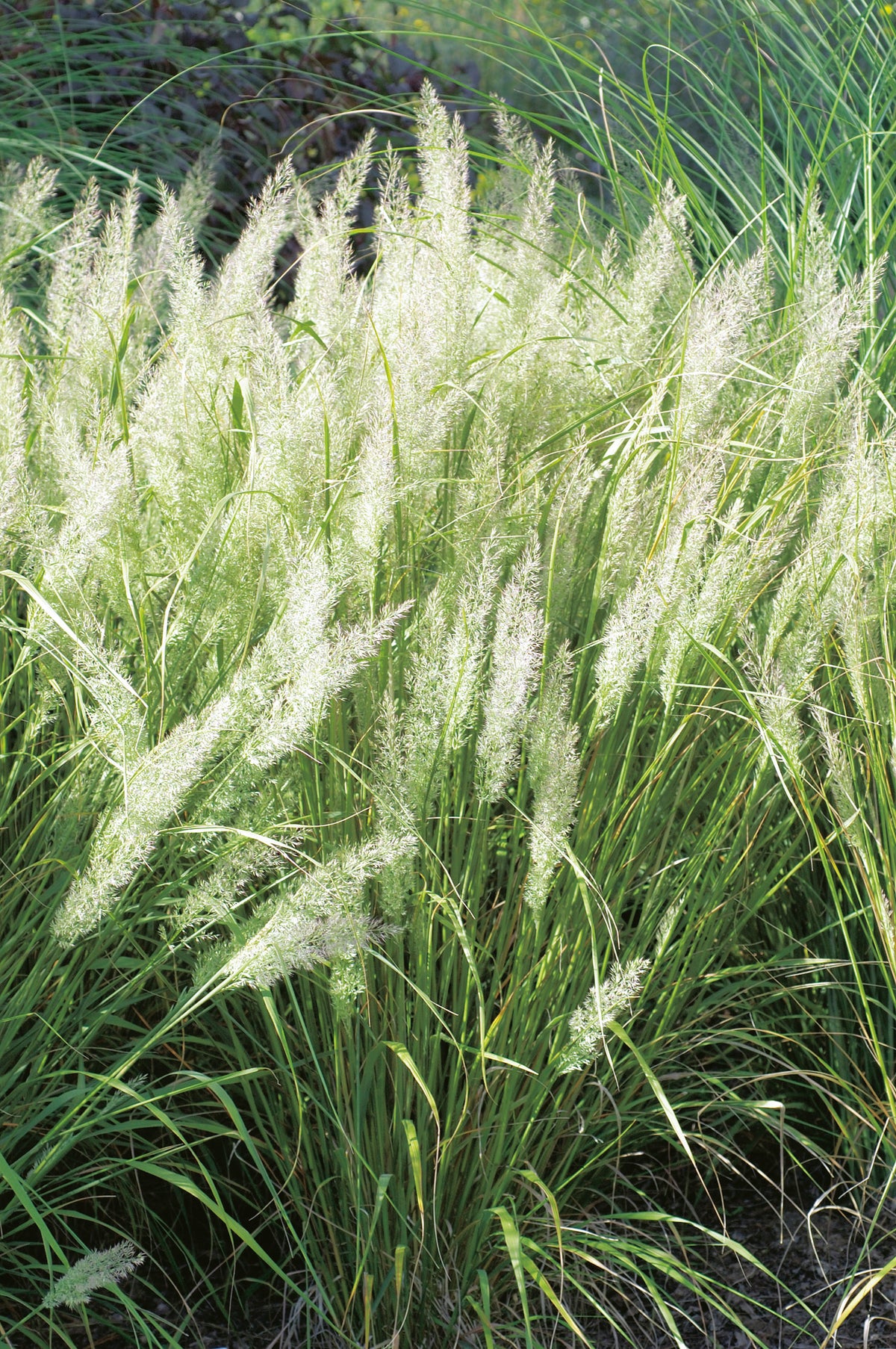 Calamagrostis brachytricha, 2L, 1-pack