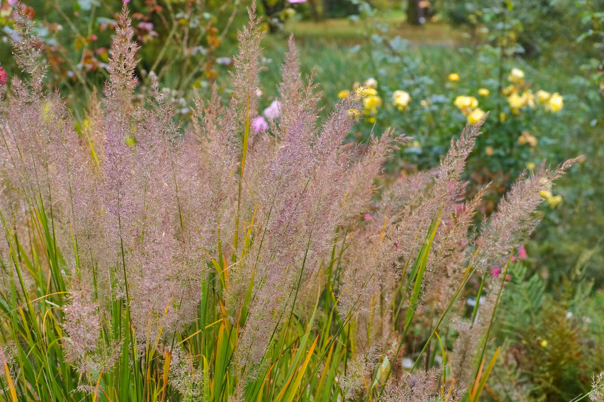 Calamagrostis brachytricha, 2L, 1-pack