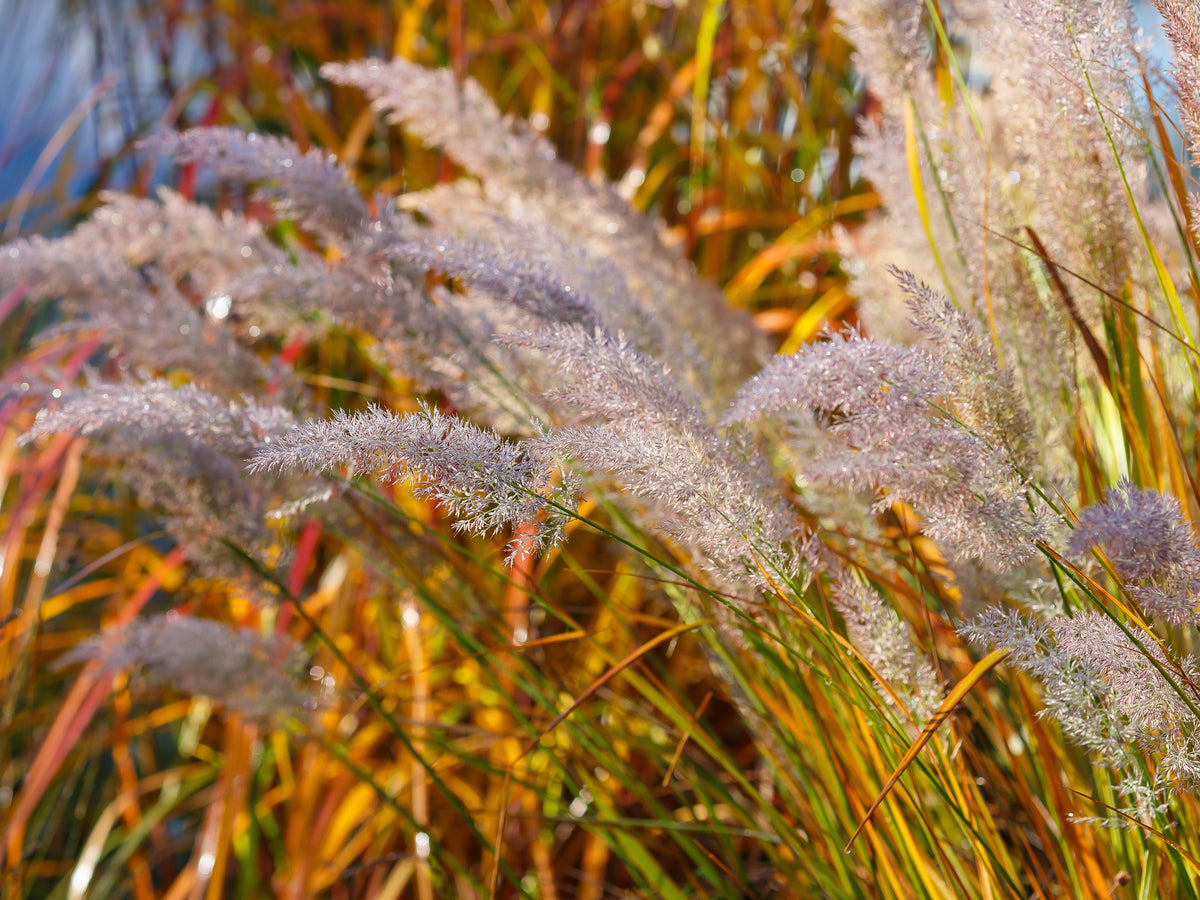 Calamagrostis brachytricha, 2L, 1-pack