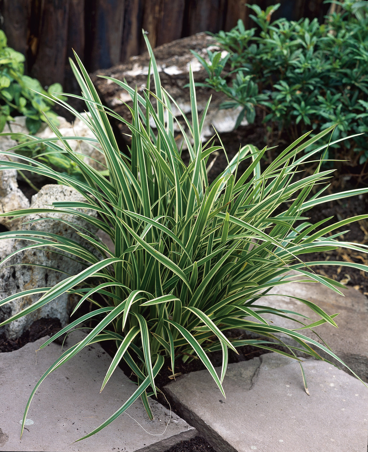 Carex morrowii 'Ice Dance', 3-pack