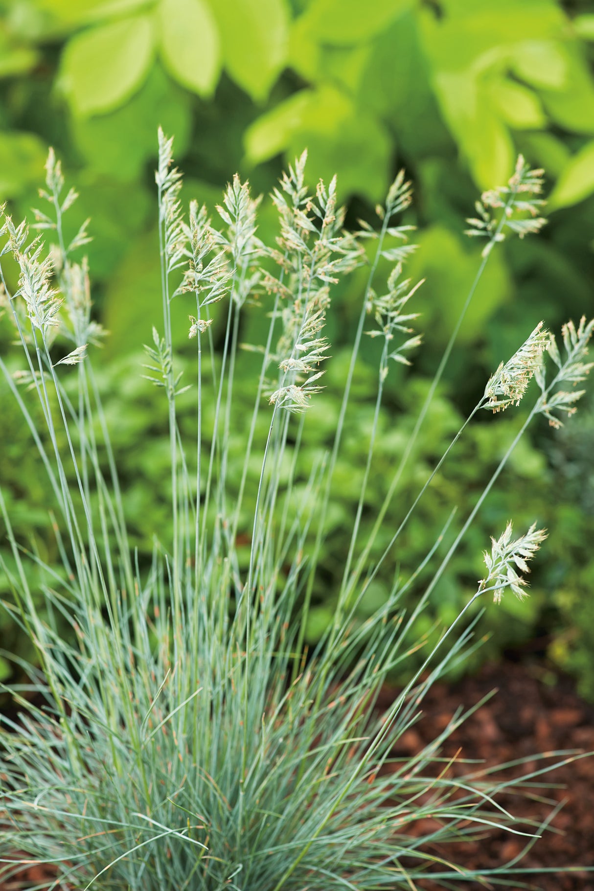 Festuca glauca 'Elijah Blue', 6-pack
