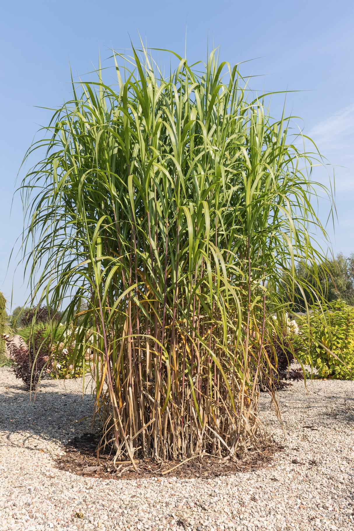 Miscanthus 'Giganteus', 2L, 2-pack