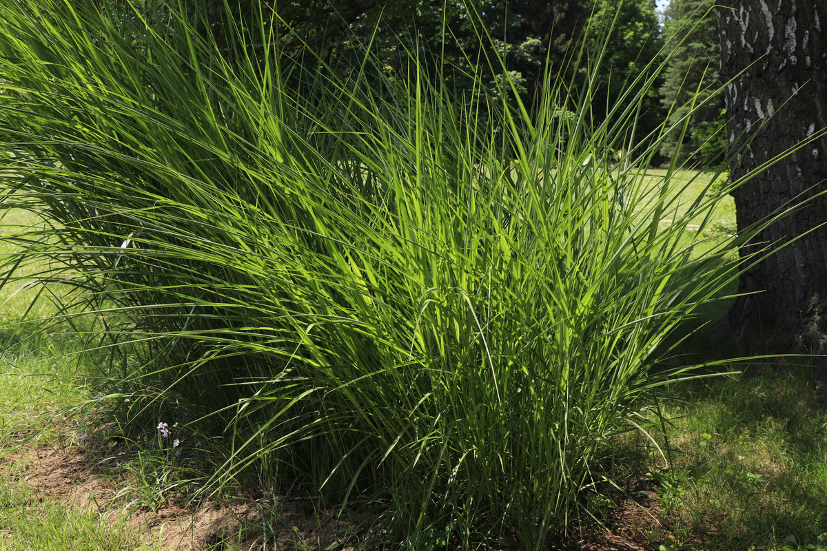 Miscanthus sinensis 'Gracillimus', 2L, 10-pack