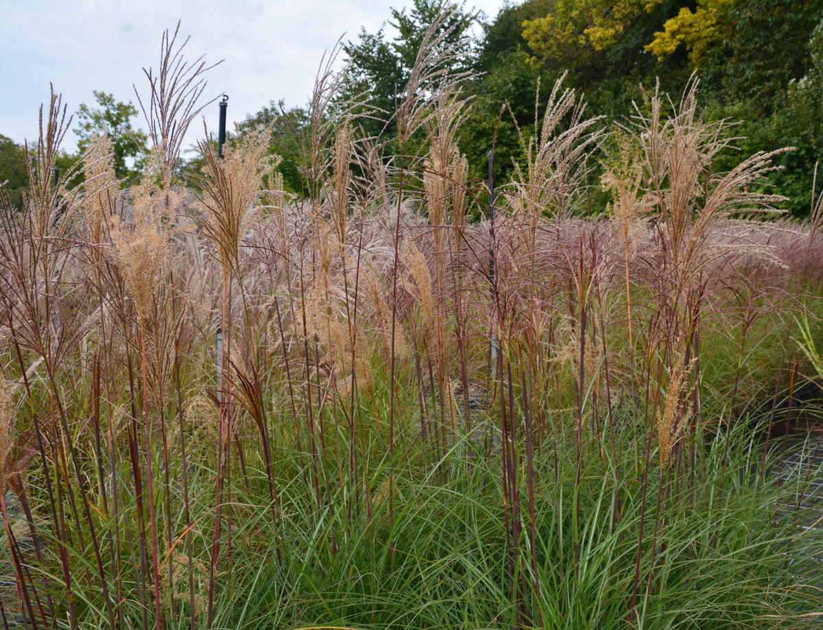 Miscanthus sinensis 'Kleine Font?ne', 2L, 10-pack