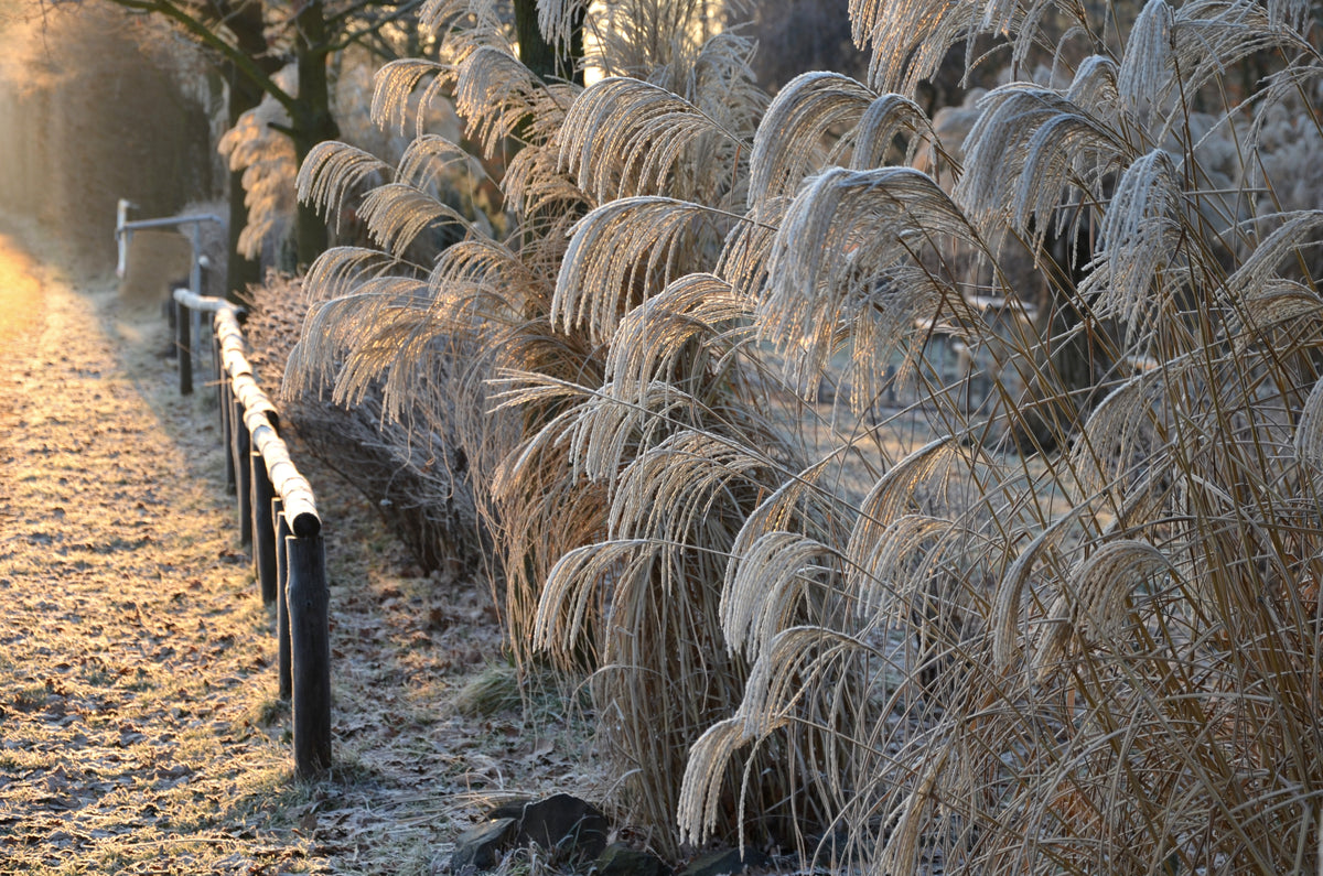 Miscanthus sinensis 'Kleine Font?ne', 2L, 10-pack