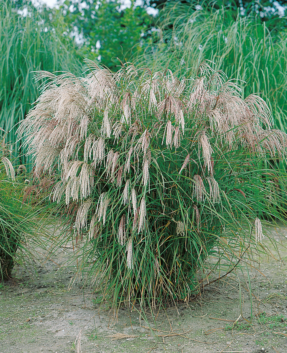 Miscanthus sinensis 'Kleine Font?ne', 2L, 10-pack