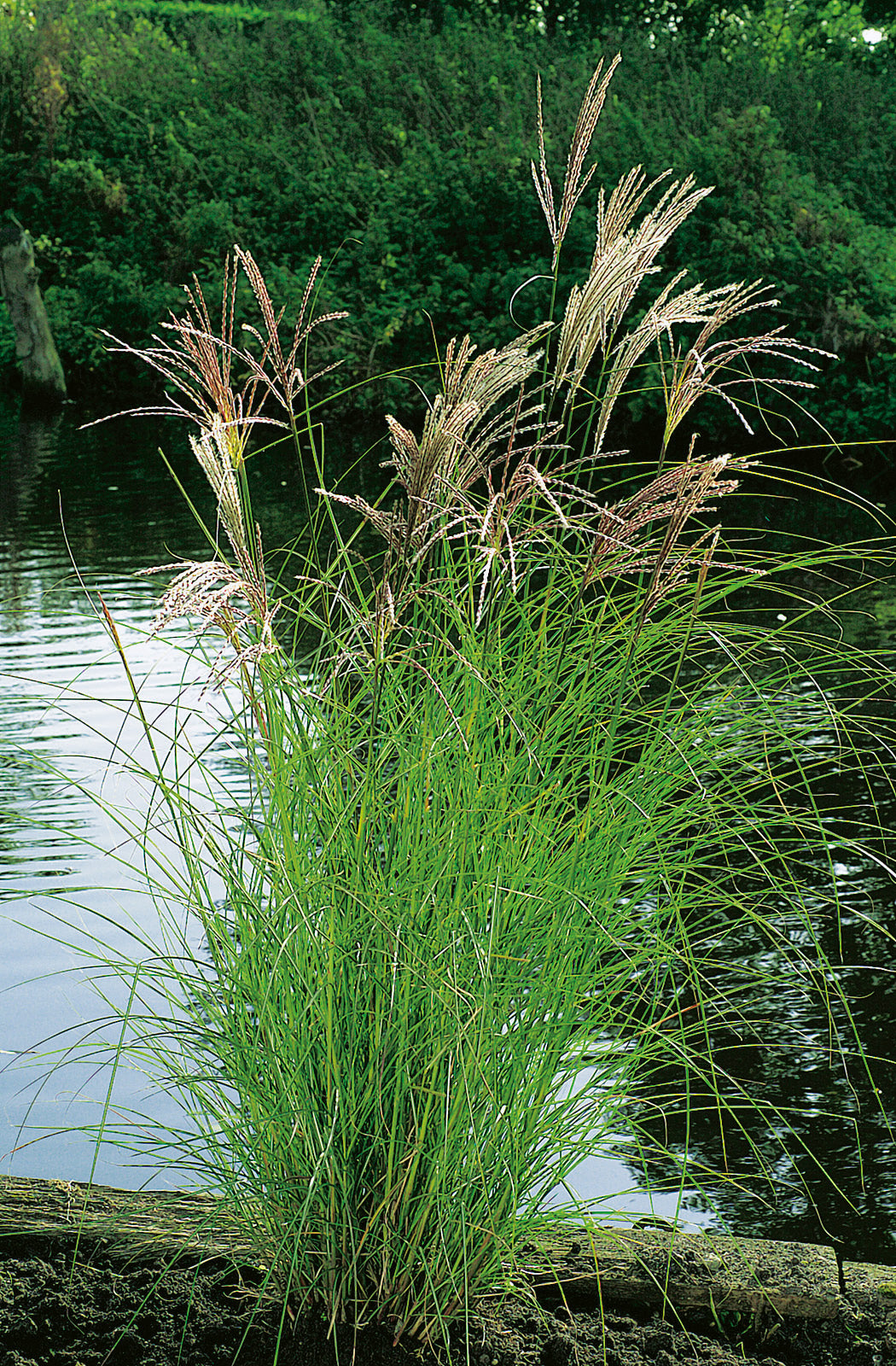 Miscanthus sinensis 'Kleine Silberspinne', 2L, 1-pack