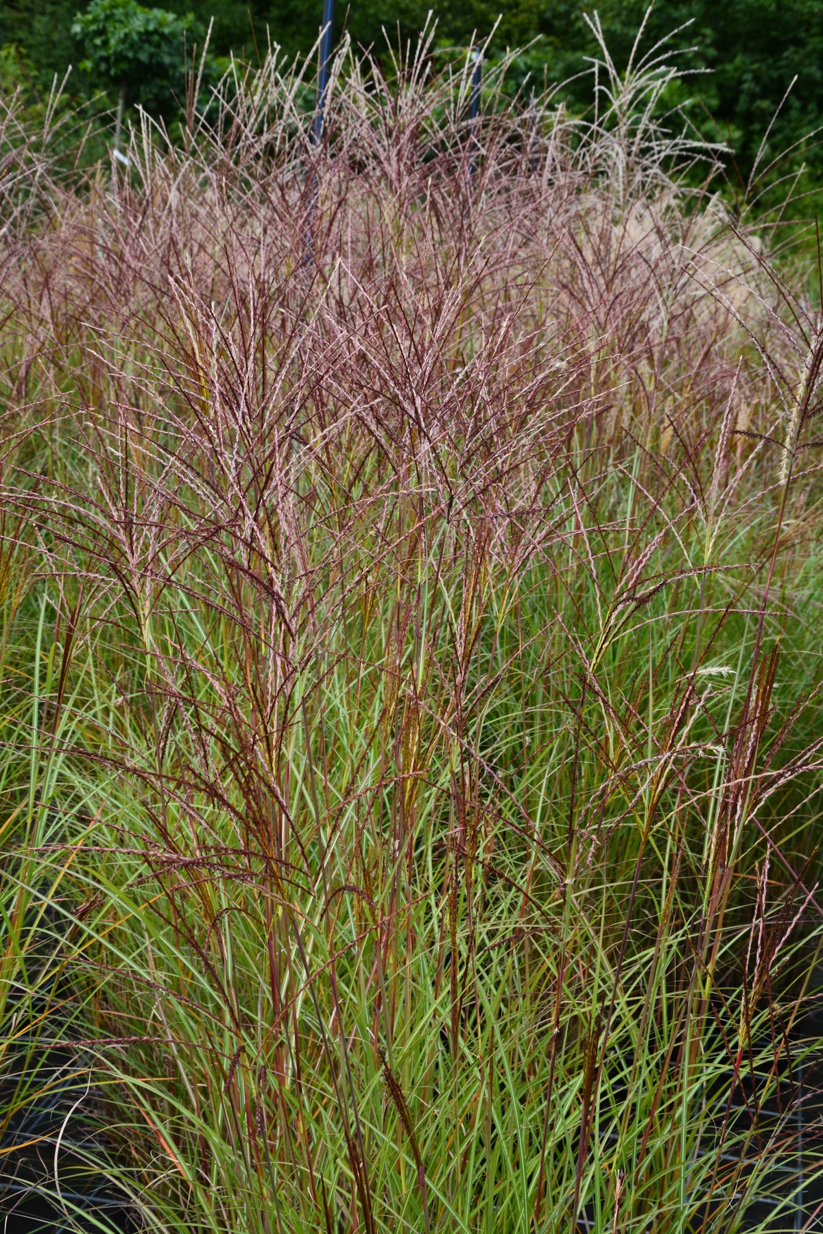 Miscanthus sinensis 'Kleine Silberspinne', 2L, 2-pack