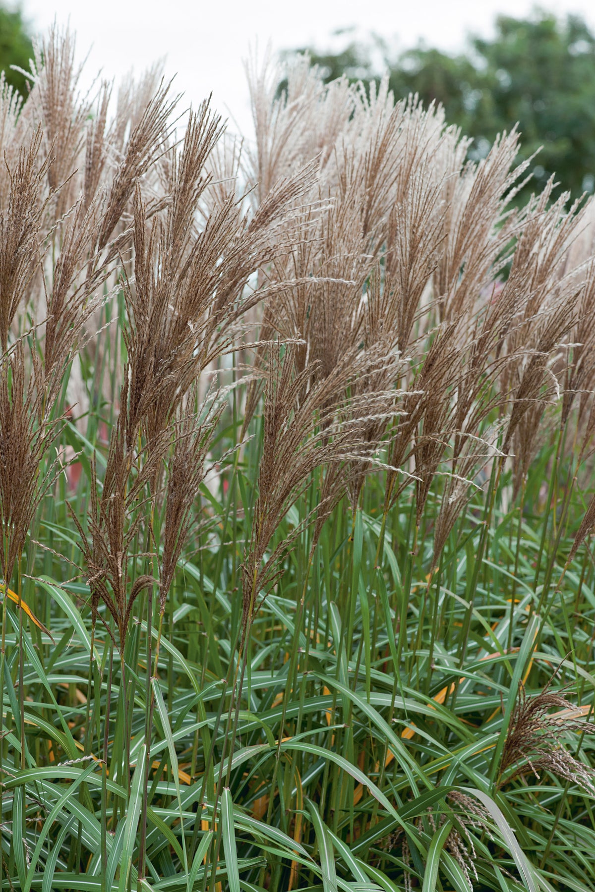 Miscanthus sinensis 'Malepartus', 2L, 2-pack