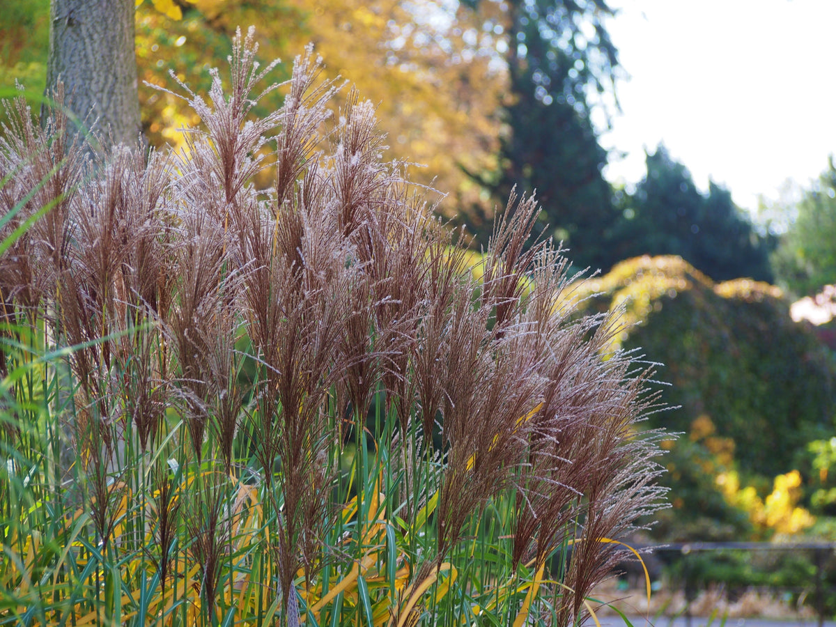 Miscanthus sinensis 'Malepartus', 2L, 2-pack