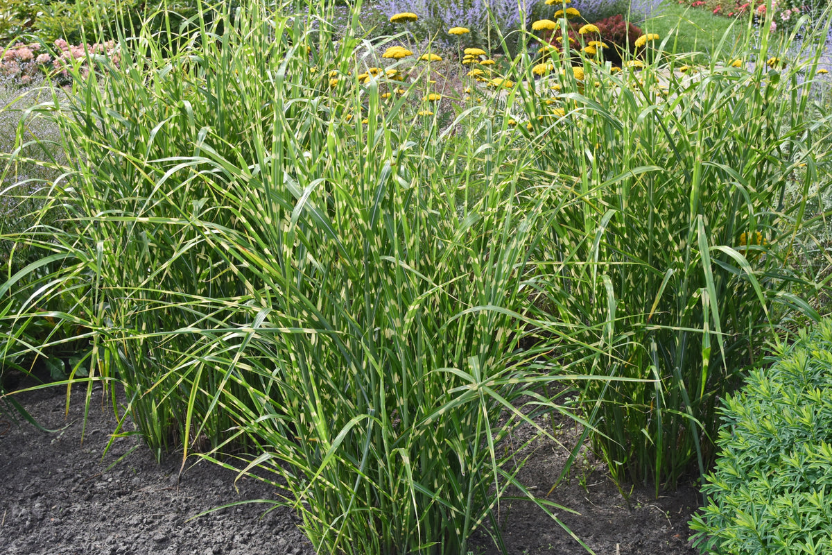 Miscanthus sinensis 'Strictus', 2L, 2-pack