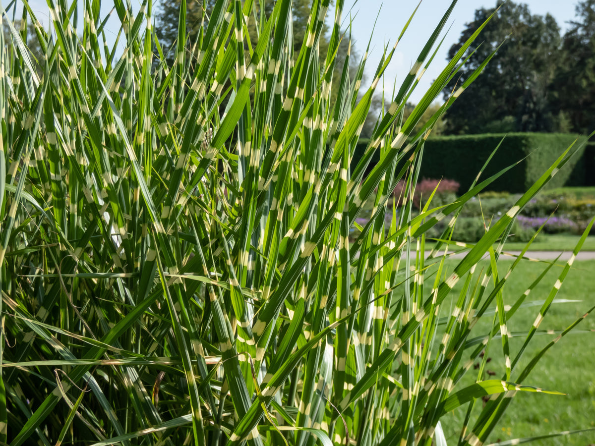Miscanthus sinensis 'Strictus', 2L, 2-pack
