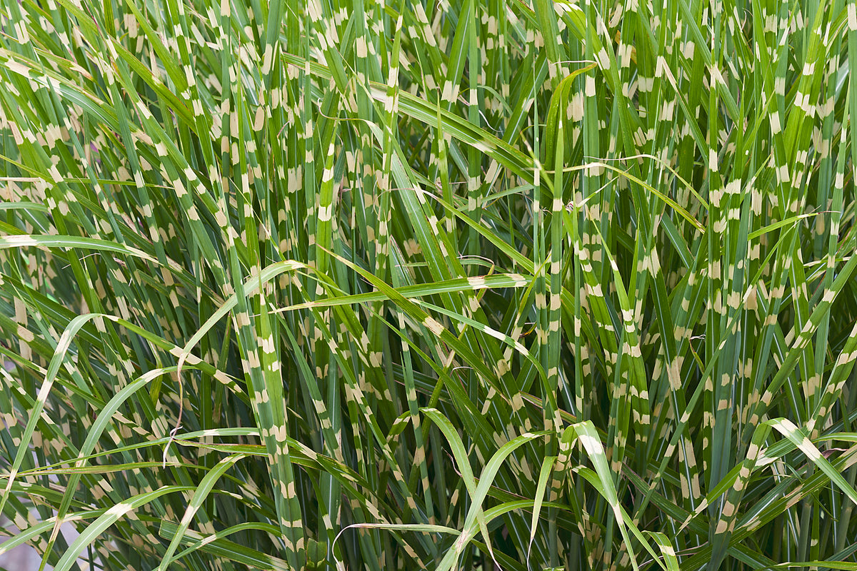Miscanthus sinensis 'Strictus', 2L, 2-pack
