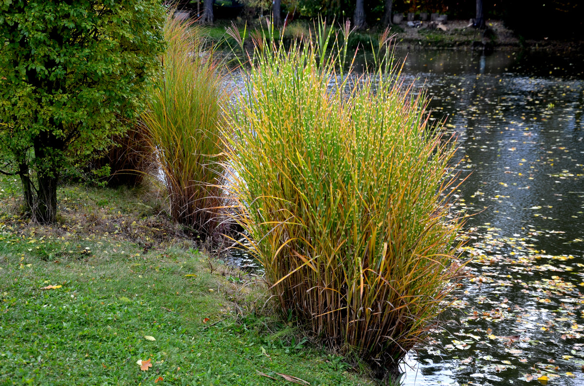 Miscanthus sinensis 'Strictus', 2L, 2-pack