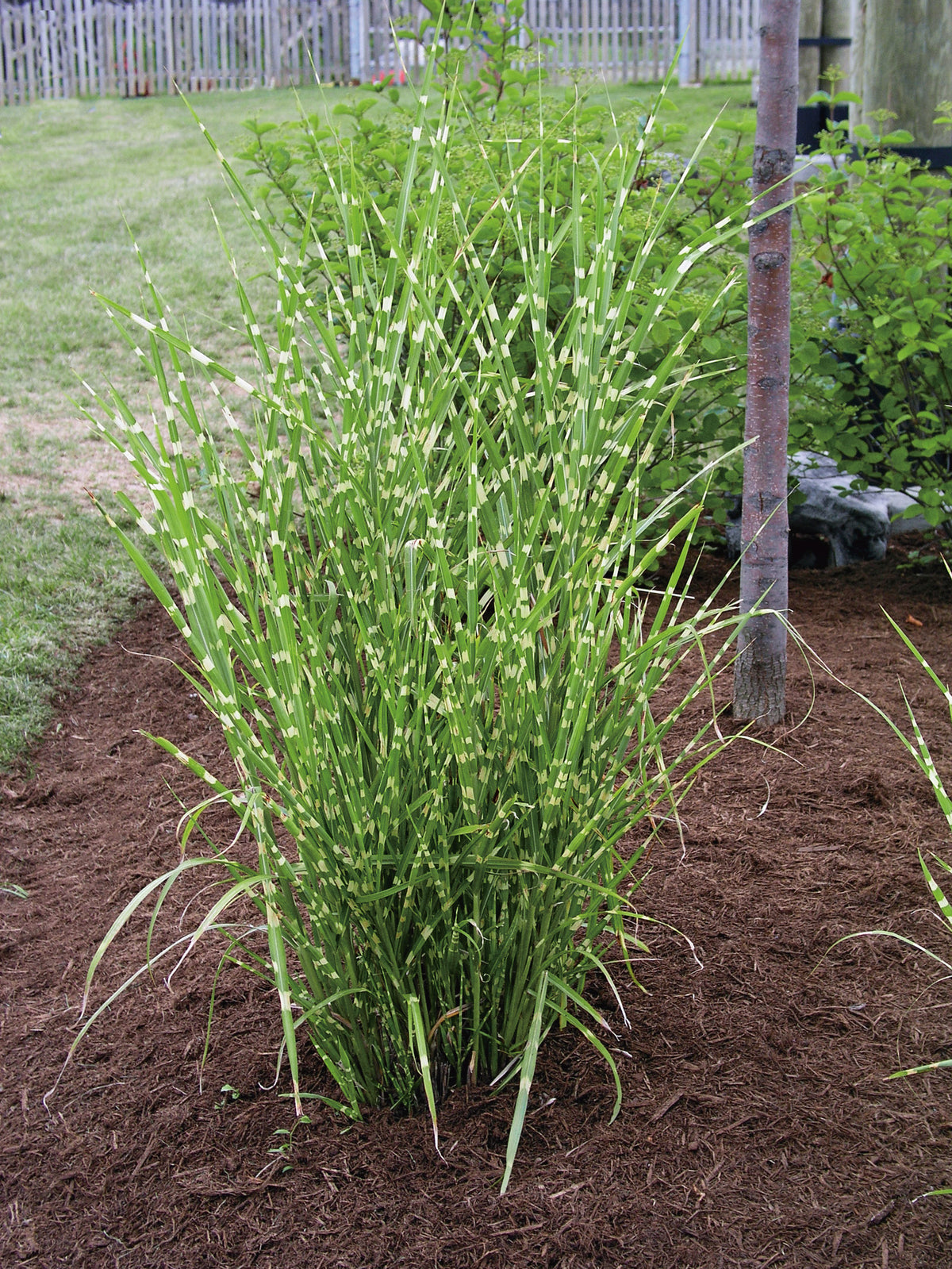 Miscanthus sinensis 'Strictus', 2L, 2-pack