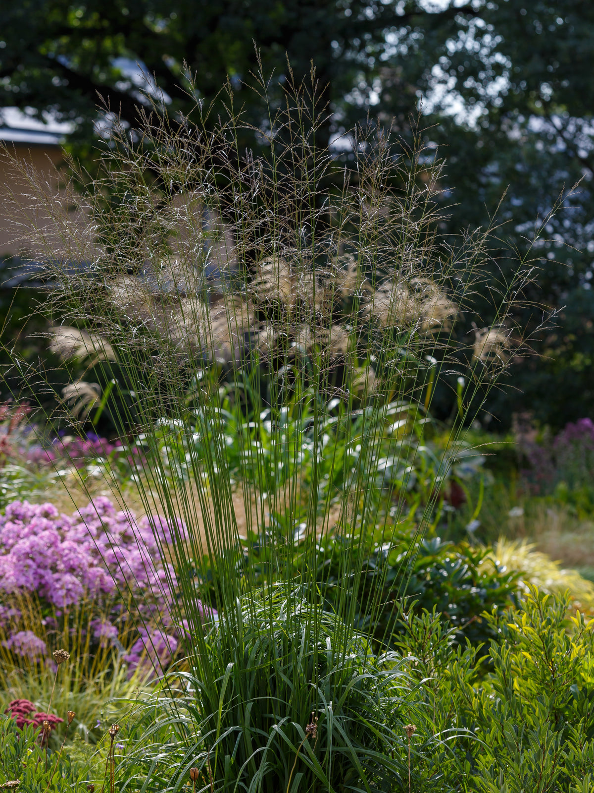 Molinia arundinacea 'Transparent', 2L, 2-pack